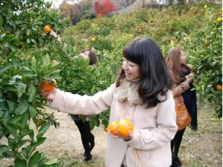みかん狩り・時間無制限食べ放題!