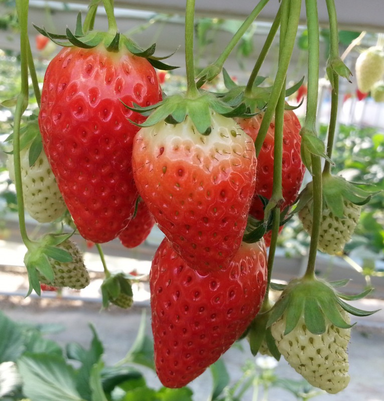 ���Ԗ������@�������H�ו���