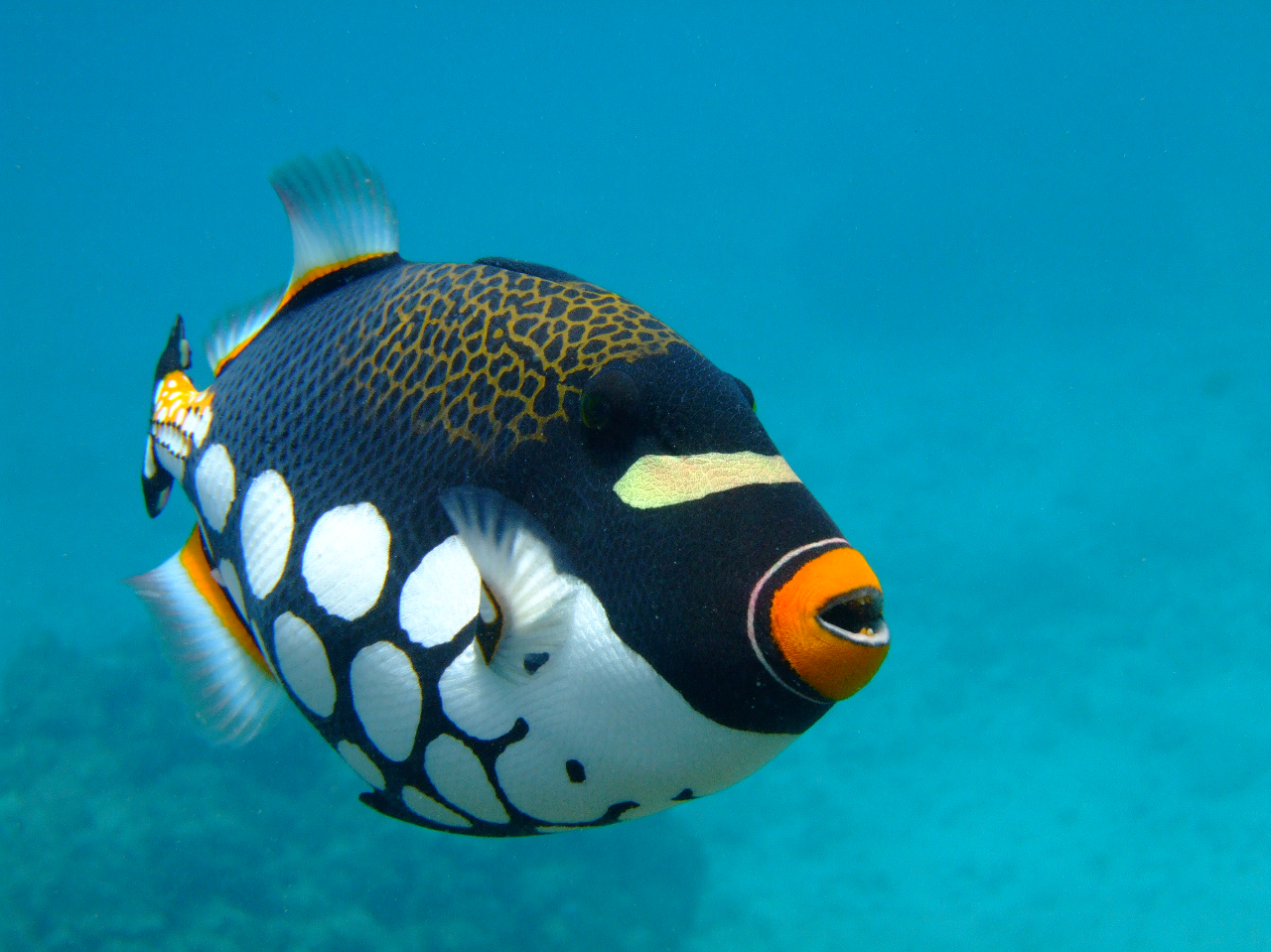 沖縄 青の洞窟 シュノーケリング 熱帯魚とたわむれ 水中撮影を楽しもう おひとり様 3000 武藤潜水 じゃらん遊び体験