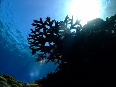 水面の太陽を見上げる贅沢
