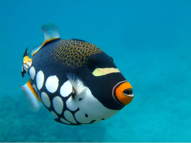 モンガラカワハギちゃん