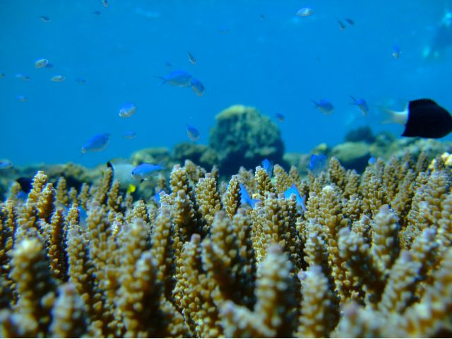 サンゴとソラスズメの青がきれい
