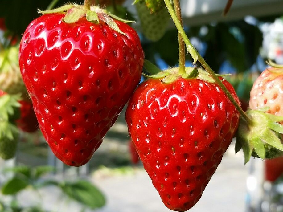 真っ赤ないちごのお出迎え♪