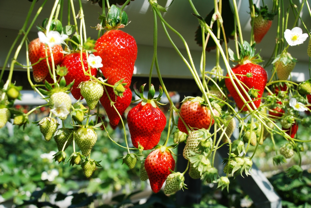 ��Ȃ��䕁�