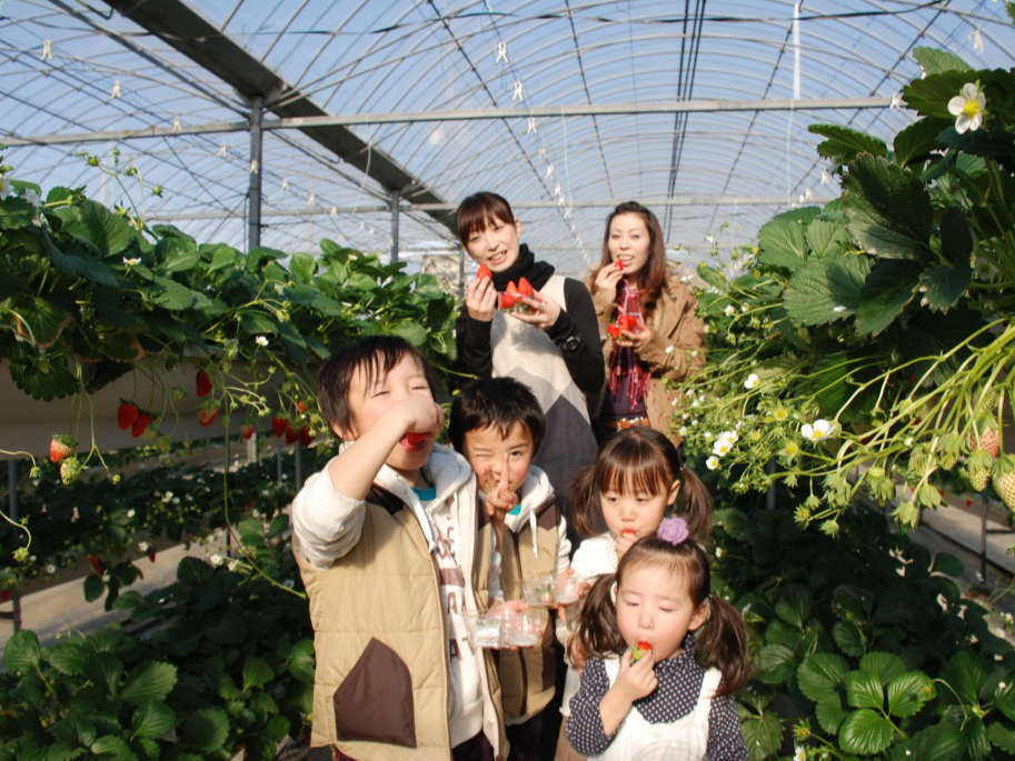 おいしいいちごがたくさん!