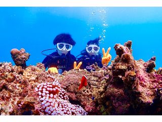カラフル熱帯魚に会おう 石垣ブルー体験ダイビングと幻の島上陸コース 3時間 サクッと半日午前 午後発 石垣島 じゃらん限定 水中写真プレゼント レンタル器材無料 カップル友人同士 前日予約ok サマードリーム石垣島 じゃらん遊び体験 カラフル熱帯魚に会おう 石垣ブルー体験ダイビングと幻の島上陸コース 3時間 サクッと半日午前 午後発 石垣島 じゃらん限定 水中写真プレゼント レンタル器材無料 カップル友人同士 前日予約ok サマードリーム石垣島 じゃらん遊び体験
