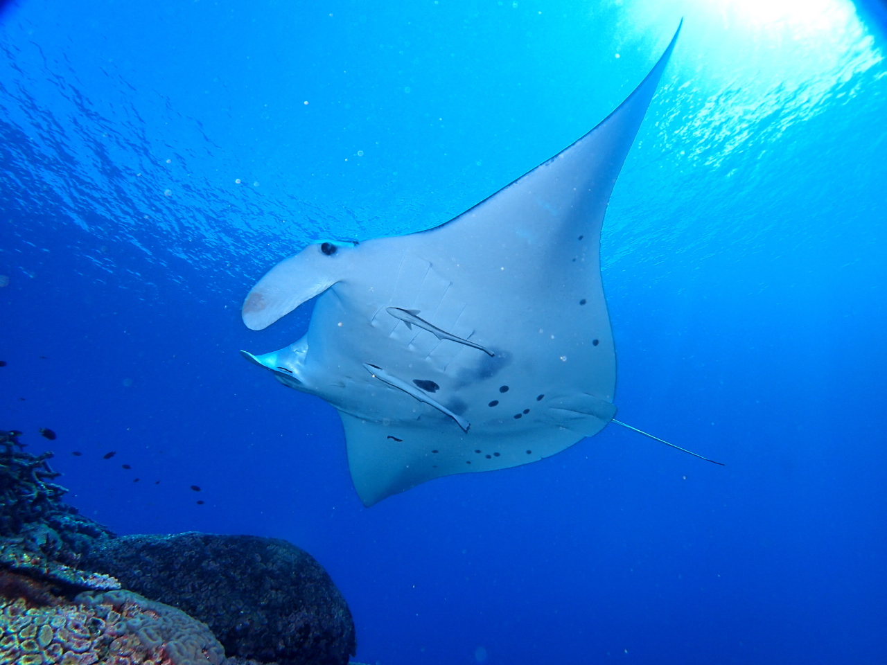 マンタチャレンジ!