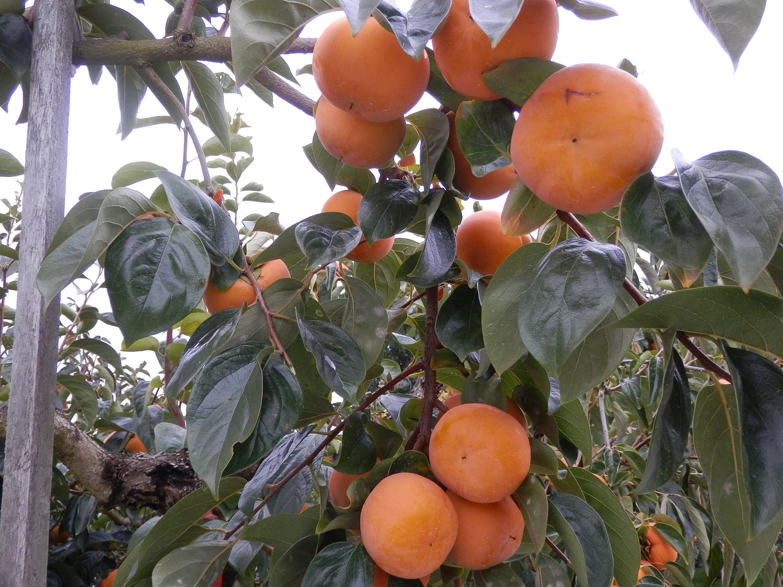 ������������Ă��܂����