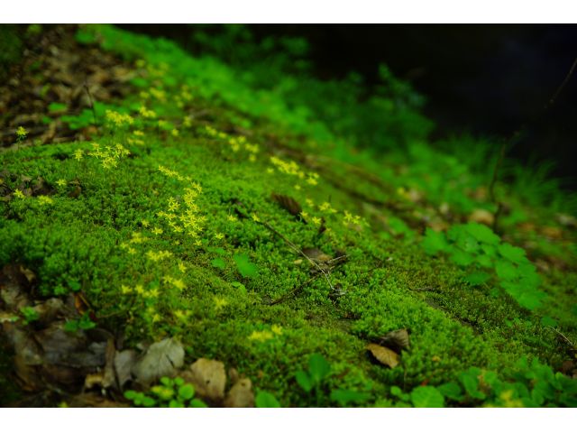 コケの聖地 赤目渓谷ガイドと歩くワクワク苔さんぽ 赤目四十八滝 エコツアーデスク じゃらん遊び体験 コケの聖地 赤目渓谷ガイドと歩くワクワク苔さんぽ 赤目四十八滝 エコツアーデスク じゃらん遊び体験