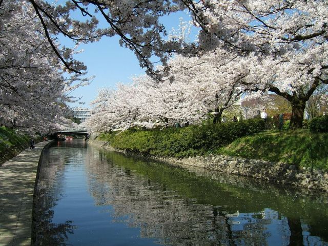 大河の名残であり、桜の名所として知られる「松川」鱒寿し発祥の地とも言われています!