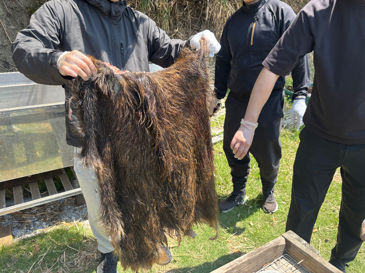 超ワイルドハンター体験!本格サバイバルイノシシジビエの解体体験☆現役猟師と本格ハ...