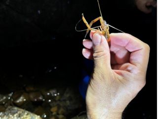 五感を研ぎ澄ませて挑む!手掴みの手長えび漁