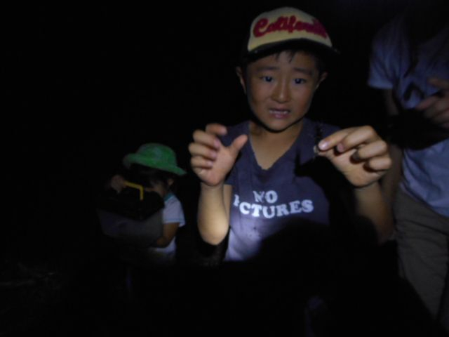 昆虫ハンター☆カブトムシの森へ!ナイトアドベンチャー☆ 真っ暗な森は昆虫王国!ラ...