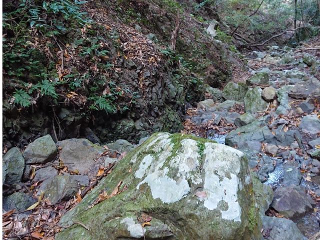 森の獣の気配をたどって歩く