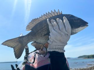 でか! 黒鯛GET!! 磯ご馳走「塩竈焼き」にチャレンジ!