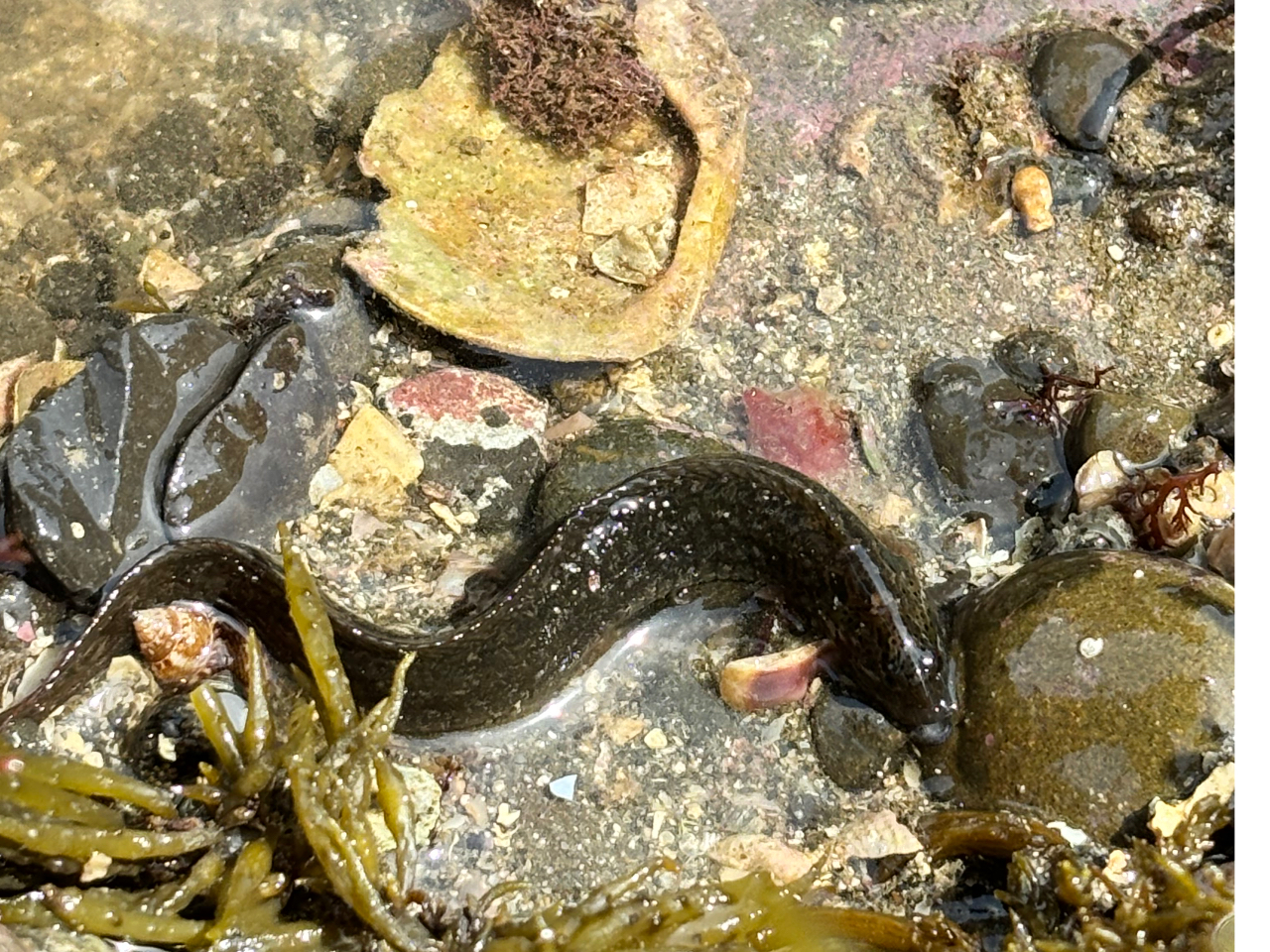 Ȃ񂾃R? ́uM|v@VՂɂƔI@郁VGETI