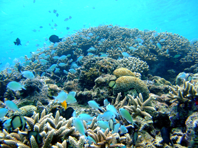 フェリーとかしきで渡嘉敷島 阿波連ビーチ海水浴 ボートシュノーケル 3歳以上 スカイツアーズ じゃらん遊び体験