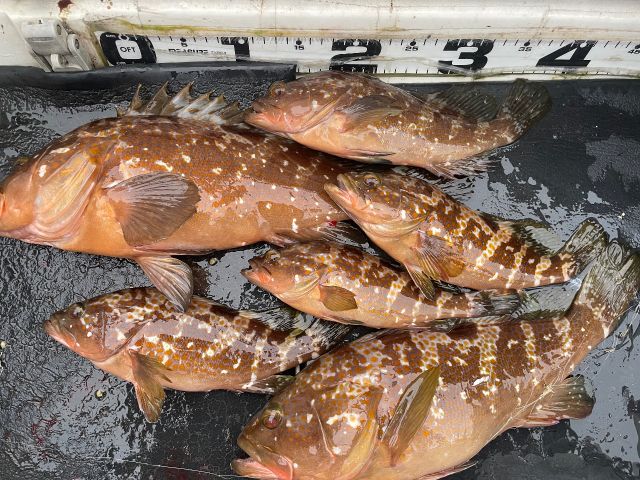 時期時期によって釣れる魚が変わります。