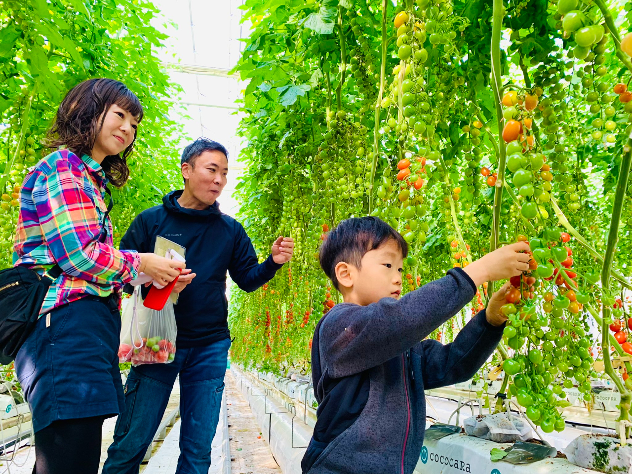 ƑŃg}g􉽌Hׂ邩ȁ`II