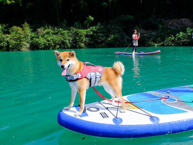 主役はワンちゃんだったりします♪(10月)