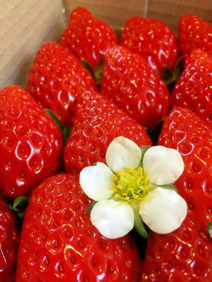 未就園児無料 ゆったり60分食べ放題 イチゴが最もおいしい時期 いちご狩り 1月4日 2月末 かしまハーベスト じゃらん遊び体験