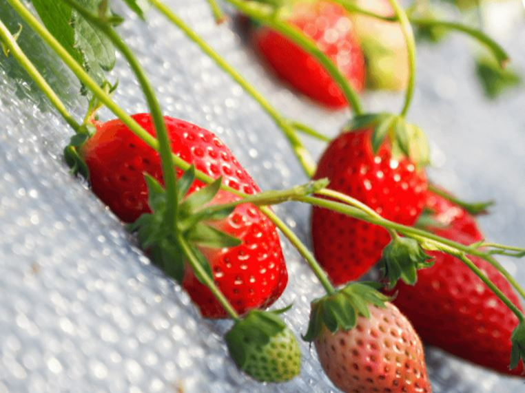 �^���ԂɐF�Â����C�`�S�͈�Ԃ������������ł�