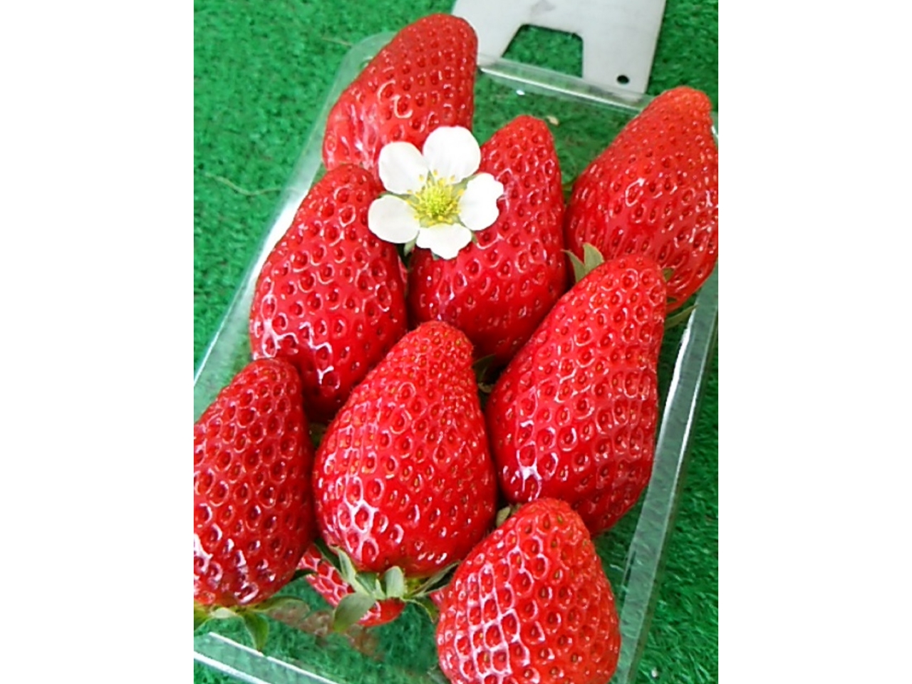 ł̓C`S̔̔Ă܂ByYɂIH