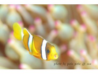 クマノミにも会えますよ♪