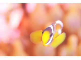 クマノミに会える可能性大