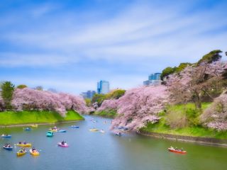 千鳥ヶ淵の桜 ※イメージ