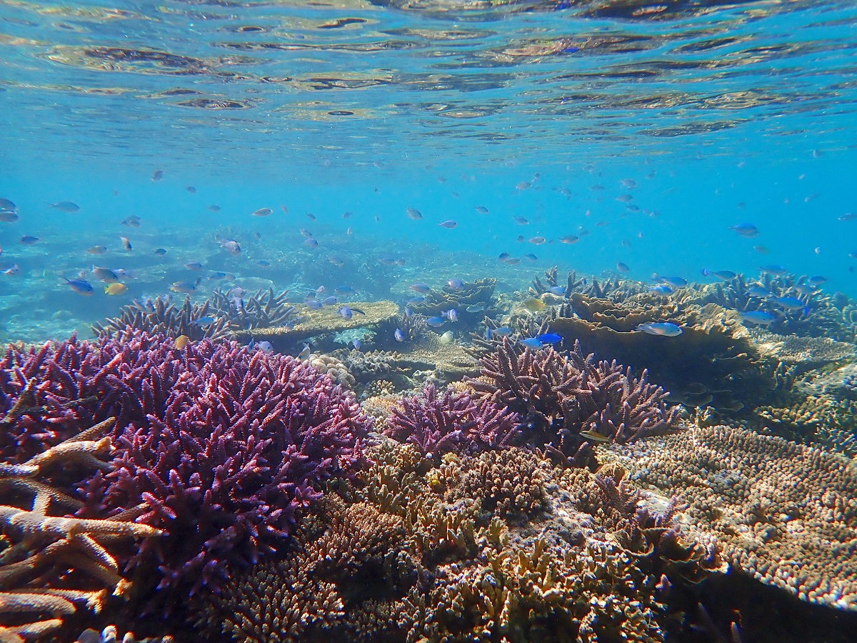 ƂǂȎXʂgsJtBbVo}Ă܂