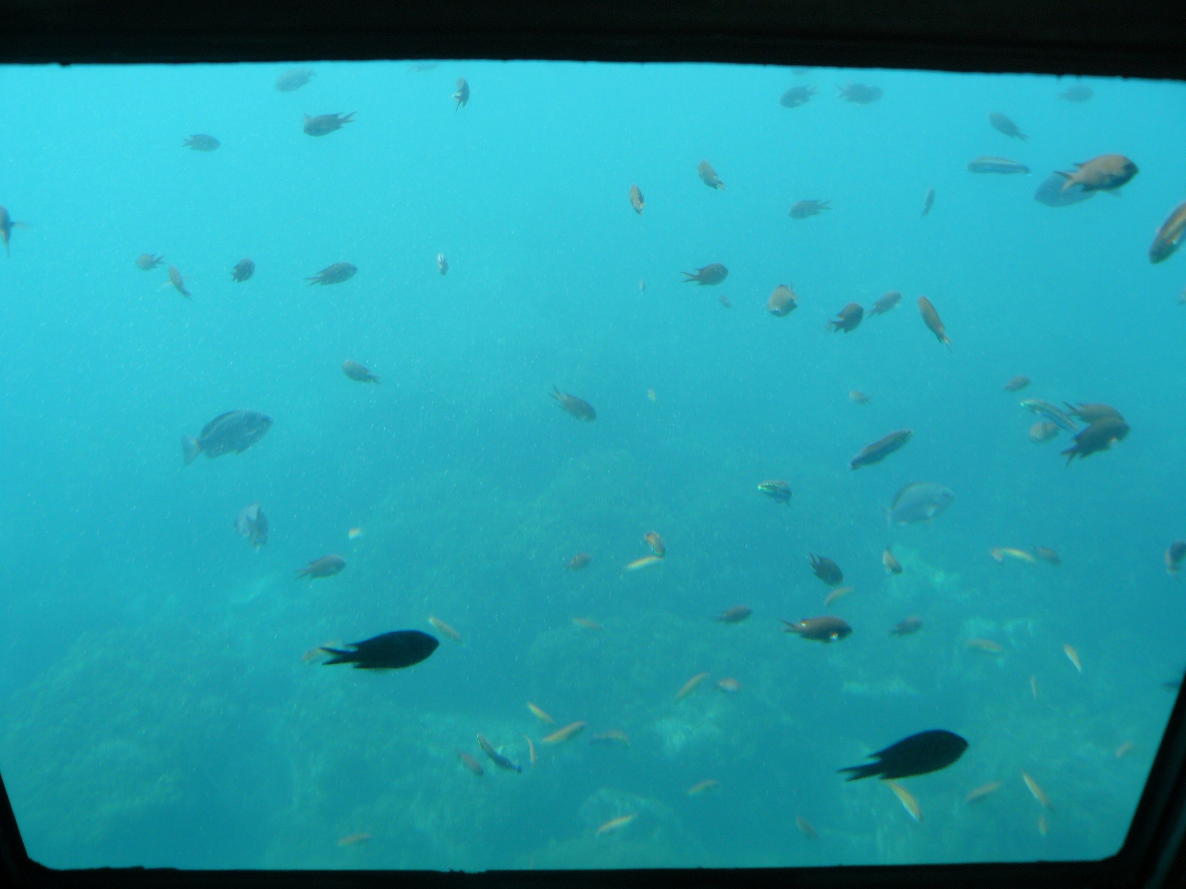 じゃらん限定 お得プラン!【伊東・遊覧船クルーズ】道の駅から毎日7便出港♪