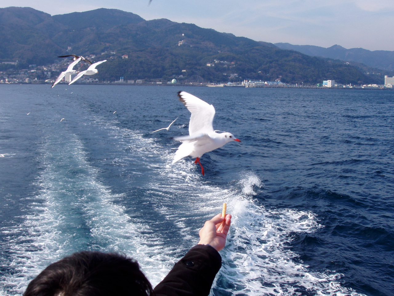 �J�����ɉa�t���̌�