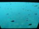 海の中の様子