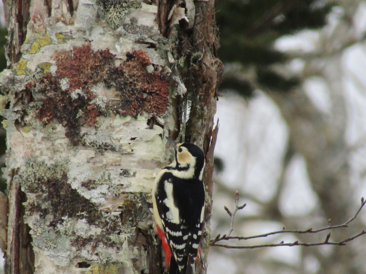 AJQARQAJނȂǏȖ쒹܂B