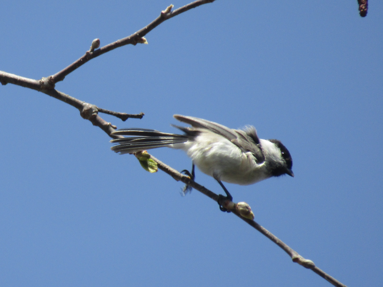 RKBJނɍĐlC̃V}GiK邱Ƃ܂B