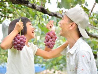家族みんなでぶどう狩りや梨狩りを楽しもう!