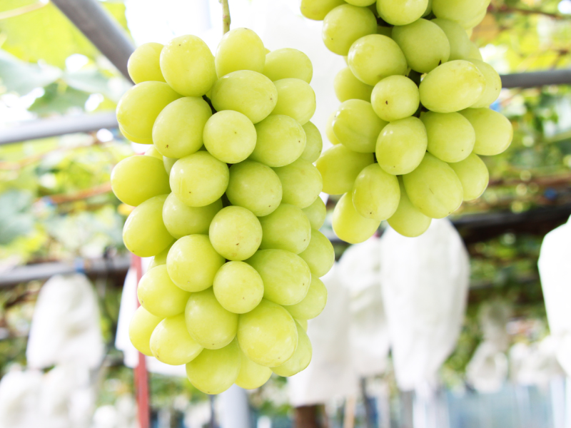 ȂŔ炲ƐHׂ}XJbgI܁`uVC}XJbgv