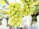 種なしで皮ごと食べるマスカット!あま〜い「シャインマスカット」