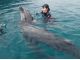 イルカは人懐っこいのです