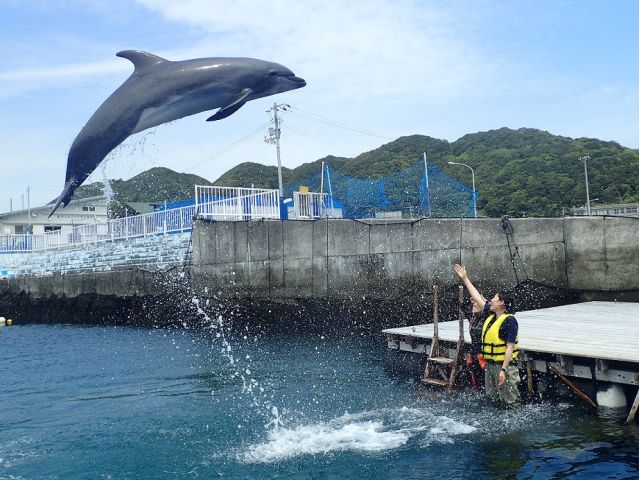 ふれあい体験 浅瀬でイルカと触れ合おう 分コース 5歳以上 室戸ドルフィンセンター じゃらん遊び体験 ふれあい体験 浅瀬でイルカと触れ合おう 分コース 5歳以上 室戸ドルフィンセンター じゃらん遊び体験