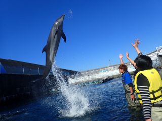 ふれあい体験 浅瀬でイルカと触れ合おう 分コース 5歳以上 室戸ドルフィンセンター じゃらん遊び体験