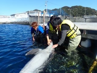 ふれあい体験 浅瀬でイルカと触れ合おう 分コース 5歳以上 室戸ドルフィンセンター じゃらん遊び体験