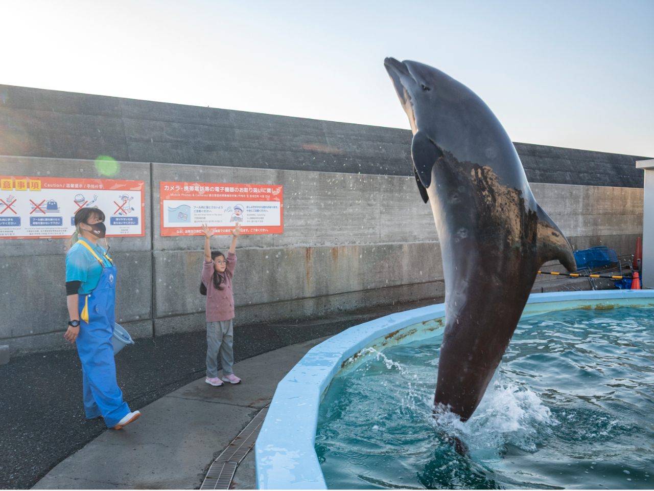 トレーナー体験】イルカにサインを出してトレーナー気分を味わおう20分