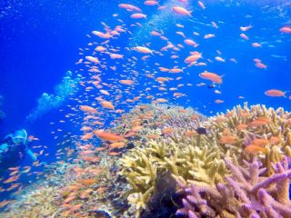カラフルな水中世界へレッツゴー!!