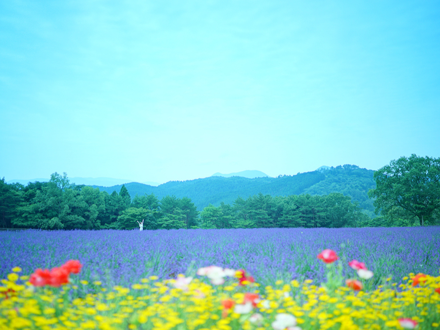 ][g̃n[uK[fł́ANA6{`7{ɂāAx_[}܂Bʐ^̓C[WłB