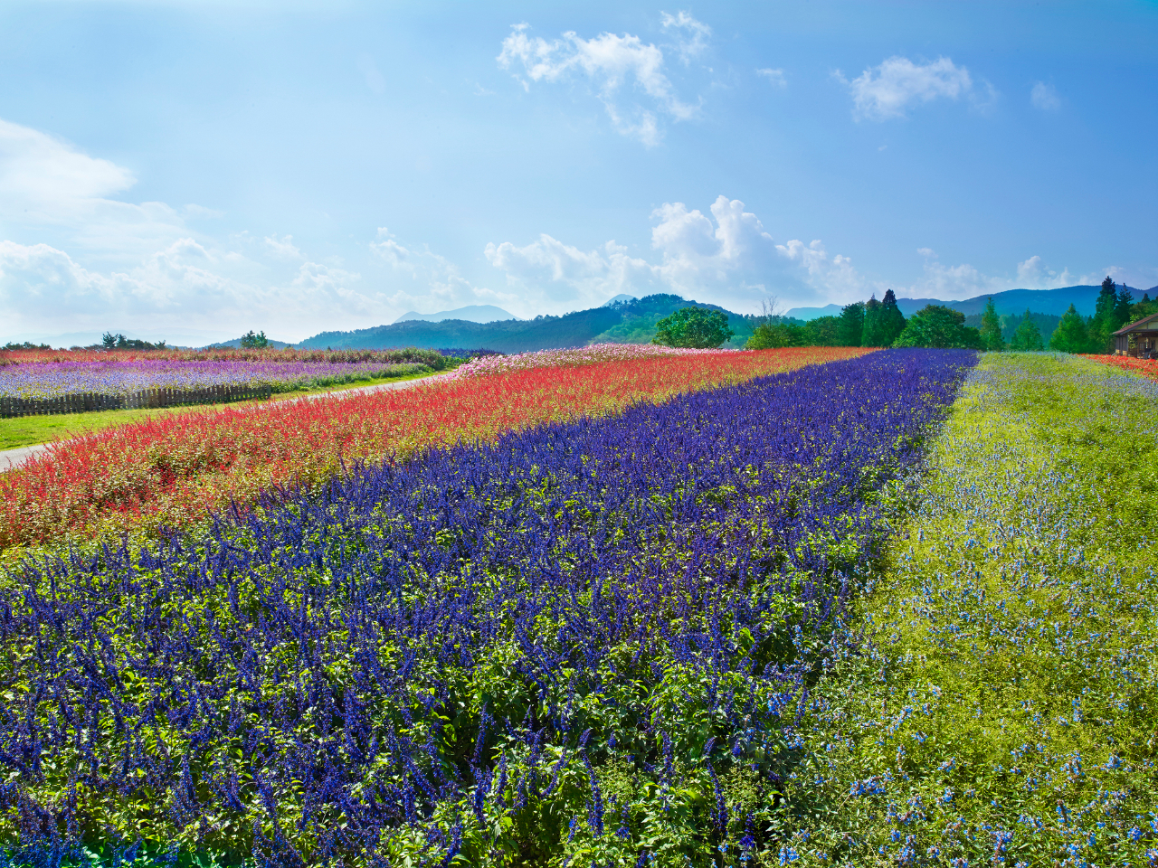 ][g̃n[uK[fł́ANA9{`11{ɂāAZ[W}܂Bʐ^̓C[WłB