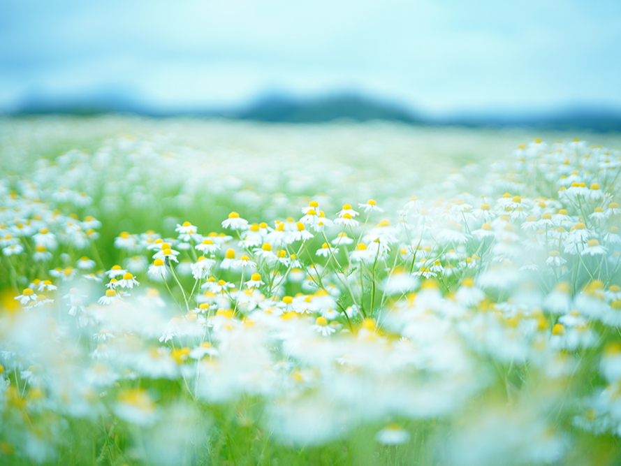 ][g̃n[uK[fł́ANA5{`6{ɂāAJ~[}܂B