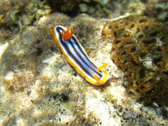 カラフルなウミウシ