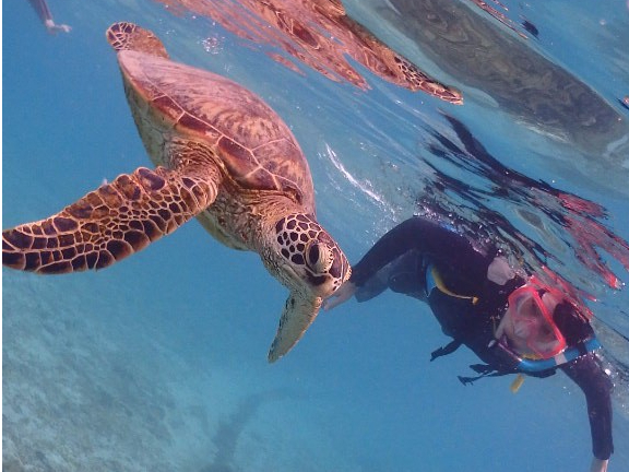 ウミガメシュノーケリング